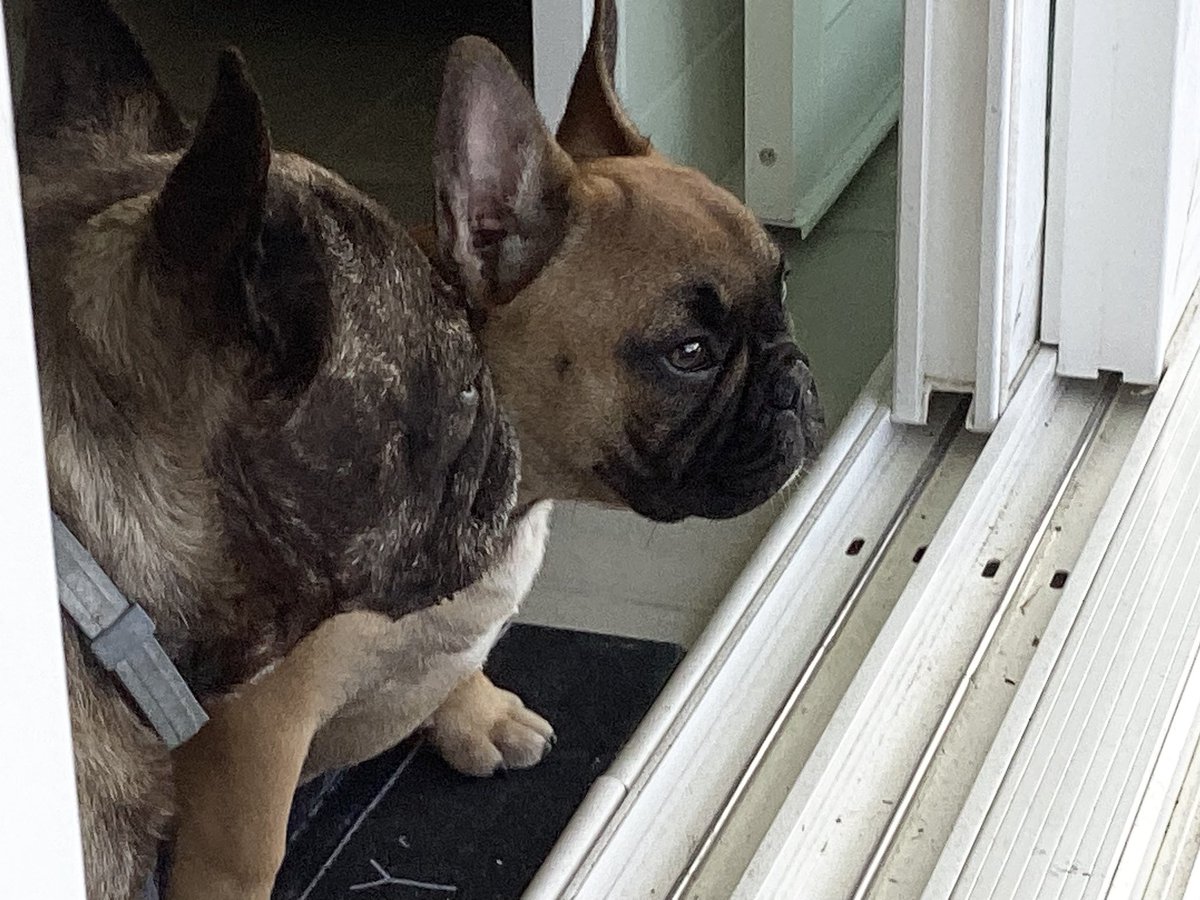 Bully Buds🐾🐶🐾🐶 #FrenchBulldogLife