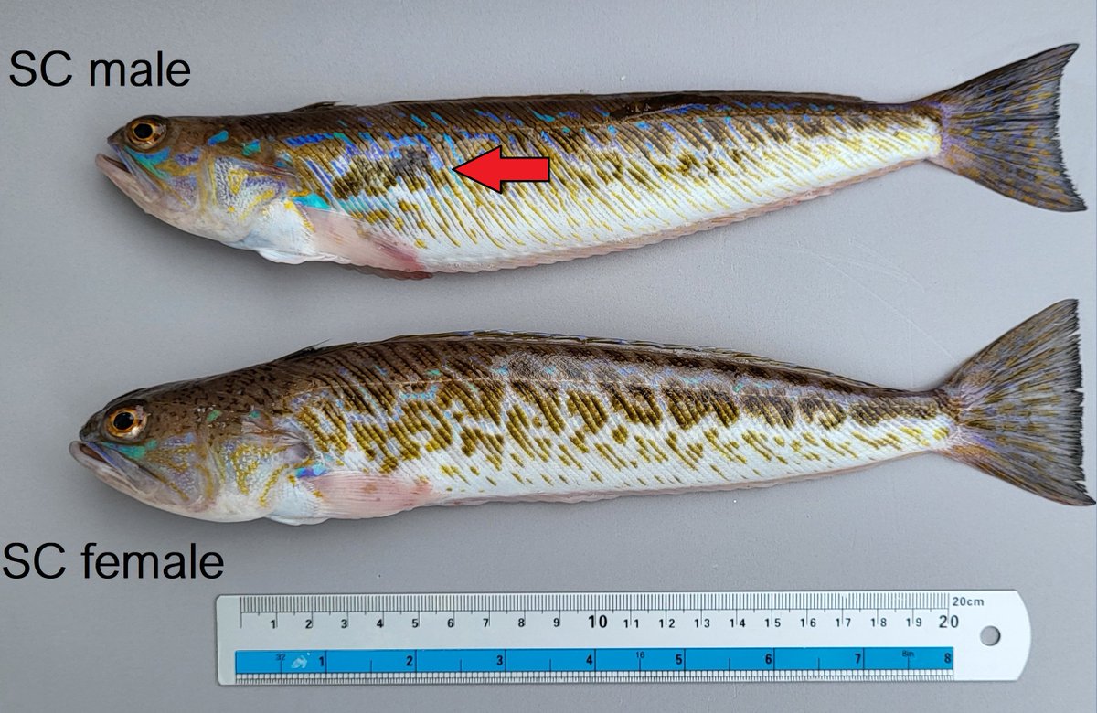 This coloration pattern and reproductive status have been observed today in the BIGA project surveys in the Artabro Gulf, where individuals of this species were collected. 🐟🐟
that's pretty cool stuff! 
<a href="/pazsampas/">Paz Sampedro ; @pazsamp.bsky.social</a> <a href="/MERVEXgroup_IEO/">MERVEX group_IEO</a>