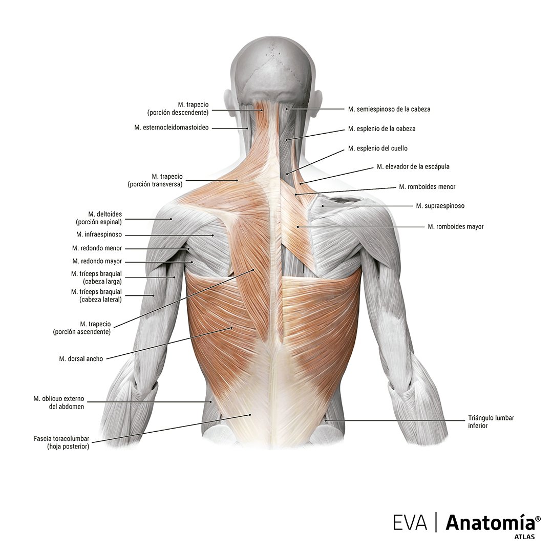 Anatomía De Los Músculos De La Espalda Y El Cuello