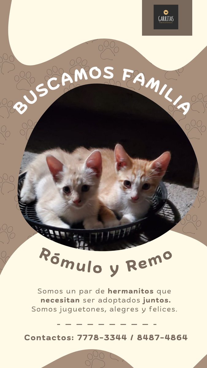 GarritasF's tweet photo. ¡HUMANITOS! ✨
En esta ocasión queremos anunciarles que tenemos dos gatitos en busca de un hogar amoroso y responsable. Ambos son hermanos y deseamos de todo corazón que no se separen. Si alguien puede adoptarlos juntos, estaríamos súper agradecidos 🥺

¡Contamos con su apoyo! ✨ https://t.co/ufut0w4zgJ