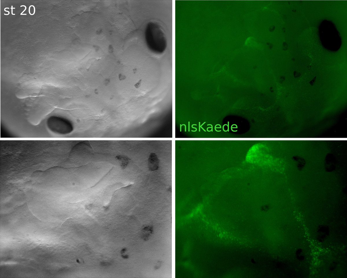 ORZueva's tweet photo. Squid enhancer in action! 🚀 https://t.co/PmA2MABmnK