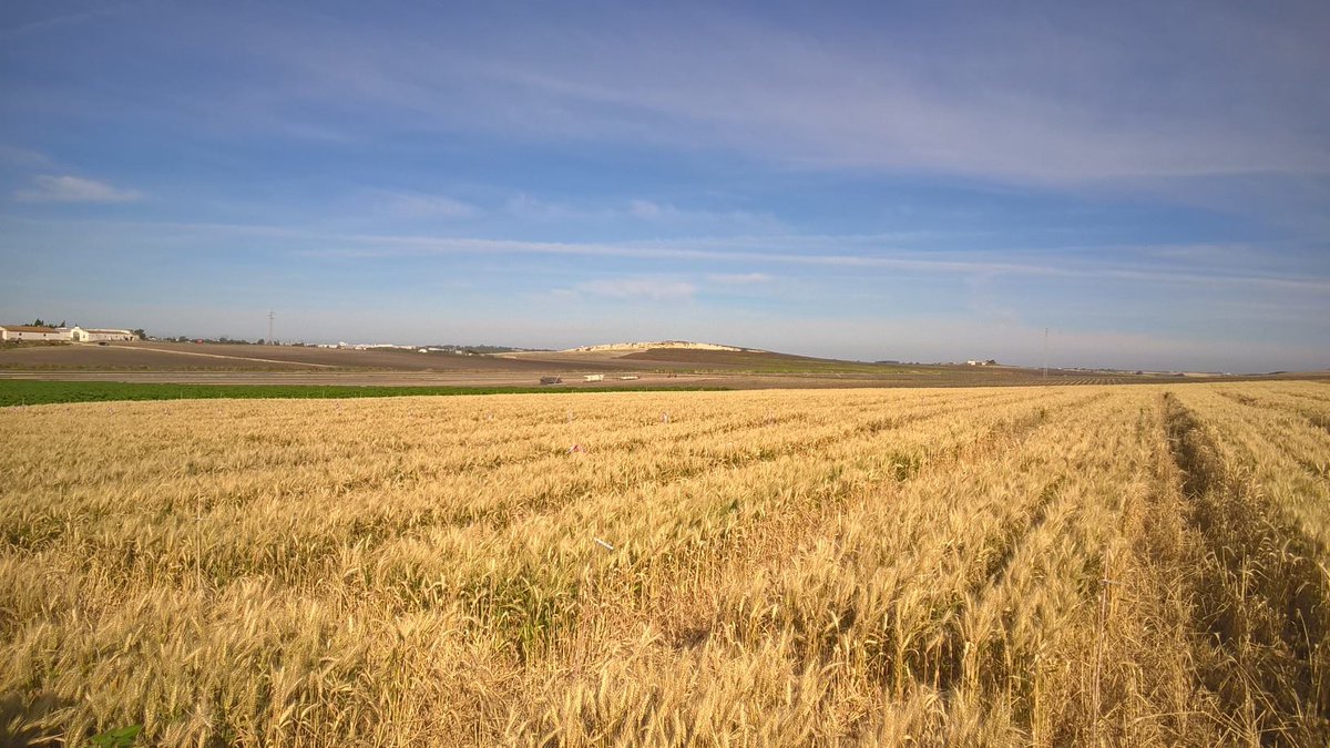 BASF_AgroES's tweet photo. 🌾 #Trigos, #cebadas, #avenas... y un sinfín de variedades han dado forma a nuestros campos.
Campos de #cereal y paisaje. Mucho más que un amor de primavera-verano 💚 Como dice @DeVinoyRosas en este #CAMPOSCOPIO, ¡es hora de salir al campo y disfrutar! 👉 https://t.co/srY0qVTf0M https://t.co/VBUSaIQPSQ