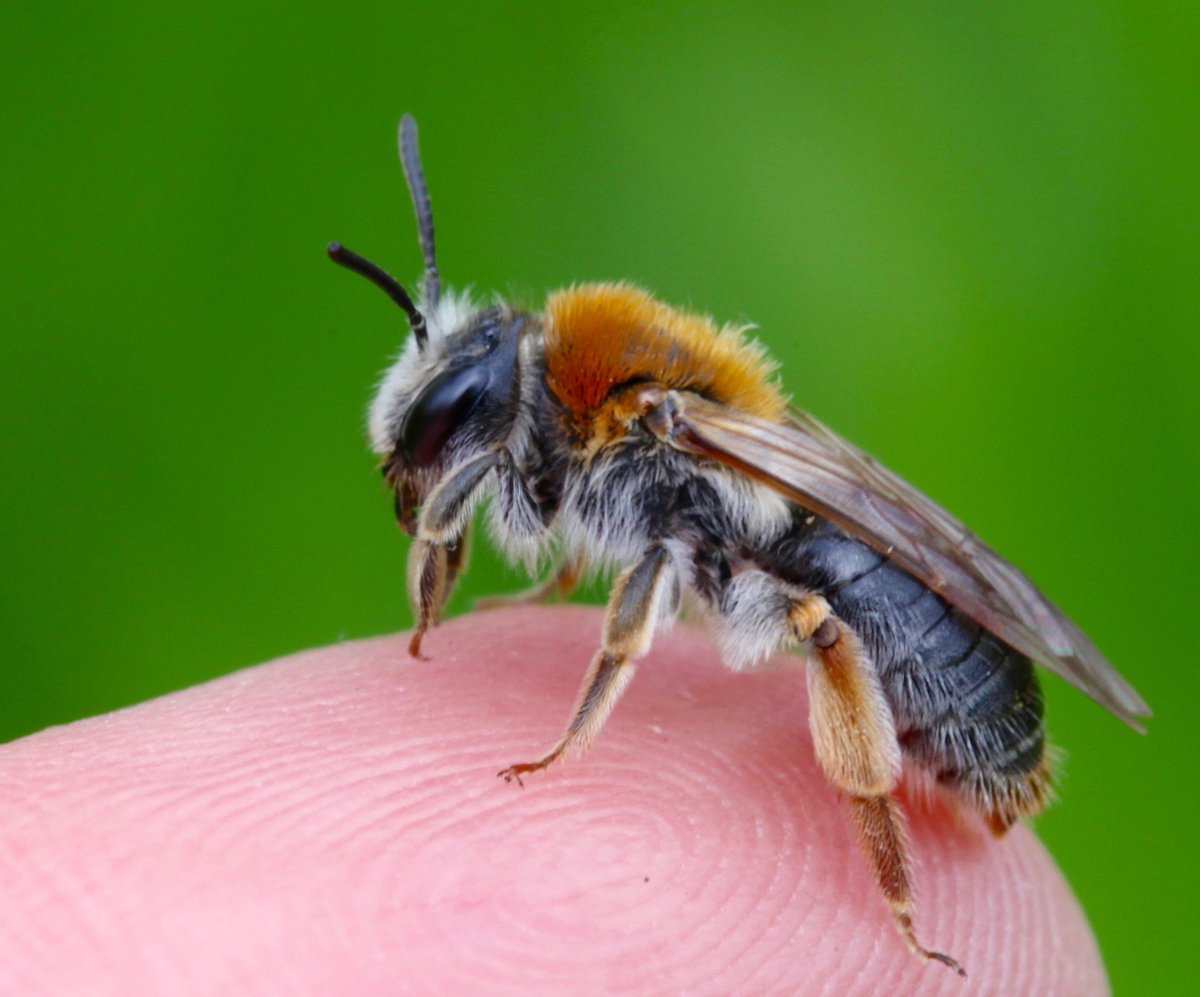 I'm giving a free Webinar talk about Solitary Bees tomorrow (Thurs 13th June) 12-1pm for the wonderful 'Caring for God's Acre' <a href="/godsacre/">Caring for Gods Acre</a>🐝

Do have a look, and if you'd like to attend please register using the link below.  Catch up available for a week  churchofengland-org.zoom.us/meeting/regist…
