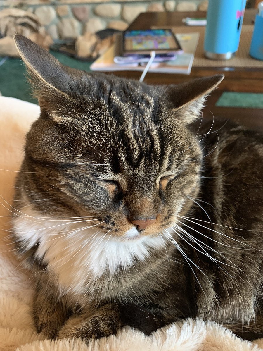mmischw's tweet photo. @ColeTheBlackCat Scout, she was 19 https://t.co/BJs5Rb6g97