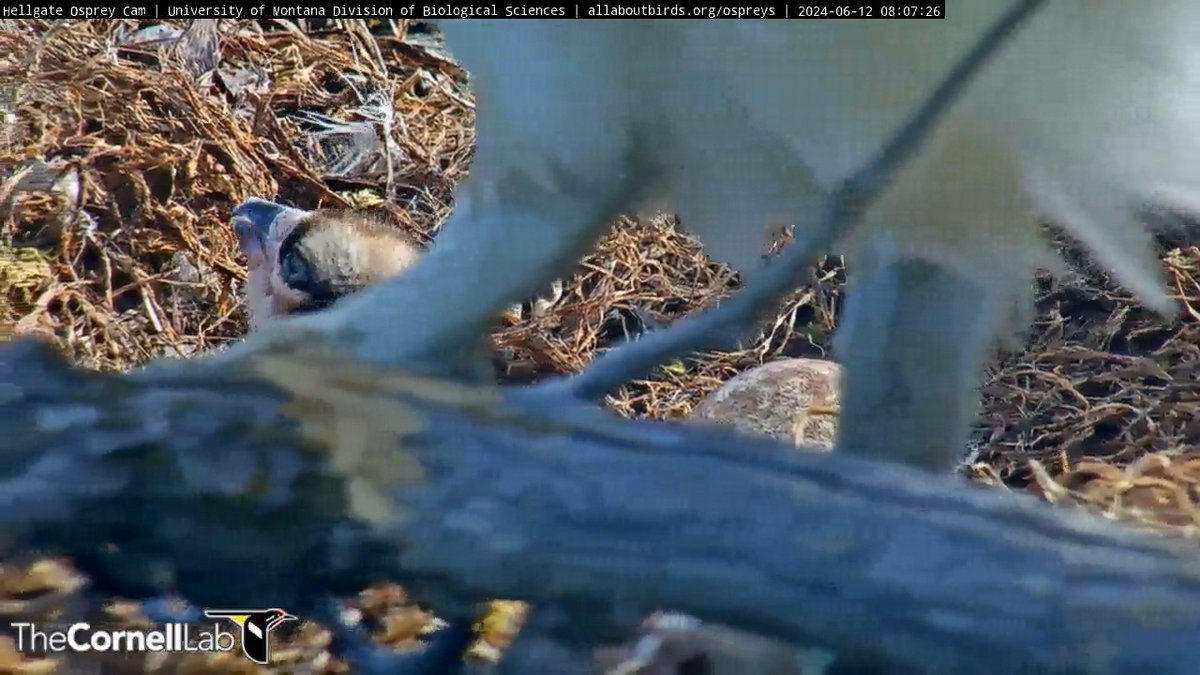 Hellgate Osprey tweet media