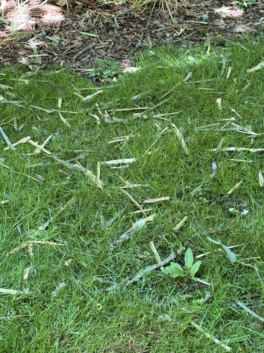 Any of my conservationist friends seen tree damage like this- 🐿️