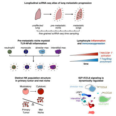 The temporal progression of lung immune remodeling during breast cancer metastasis dlvr.it/T8B154
