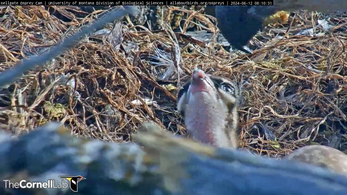 Hellgate Osprey tweet media