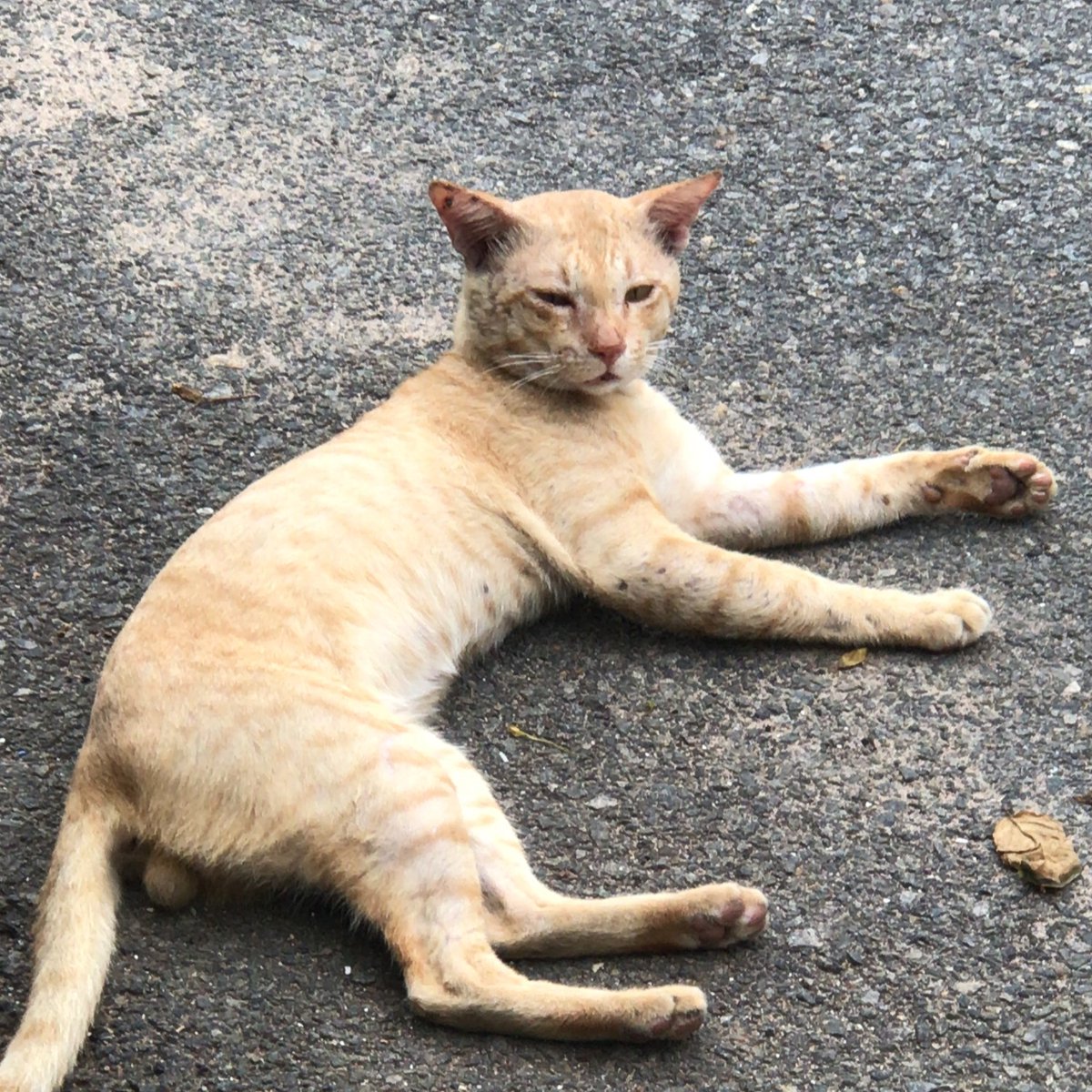 narayan9deep's tweet photo. @Catsillyness not my car, just a stray car that sometimes comes to my house https://t.co/10ohZ45CPb