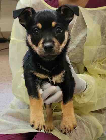 Pennsylvania SPCA tweet media
