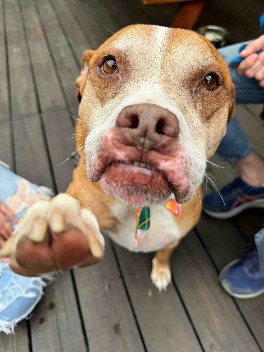 Pennsylvania SPCA tweet media