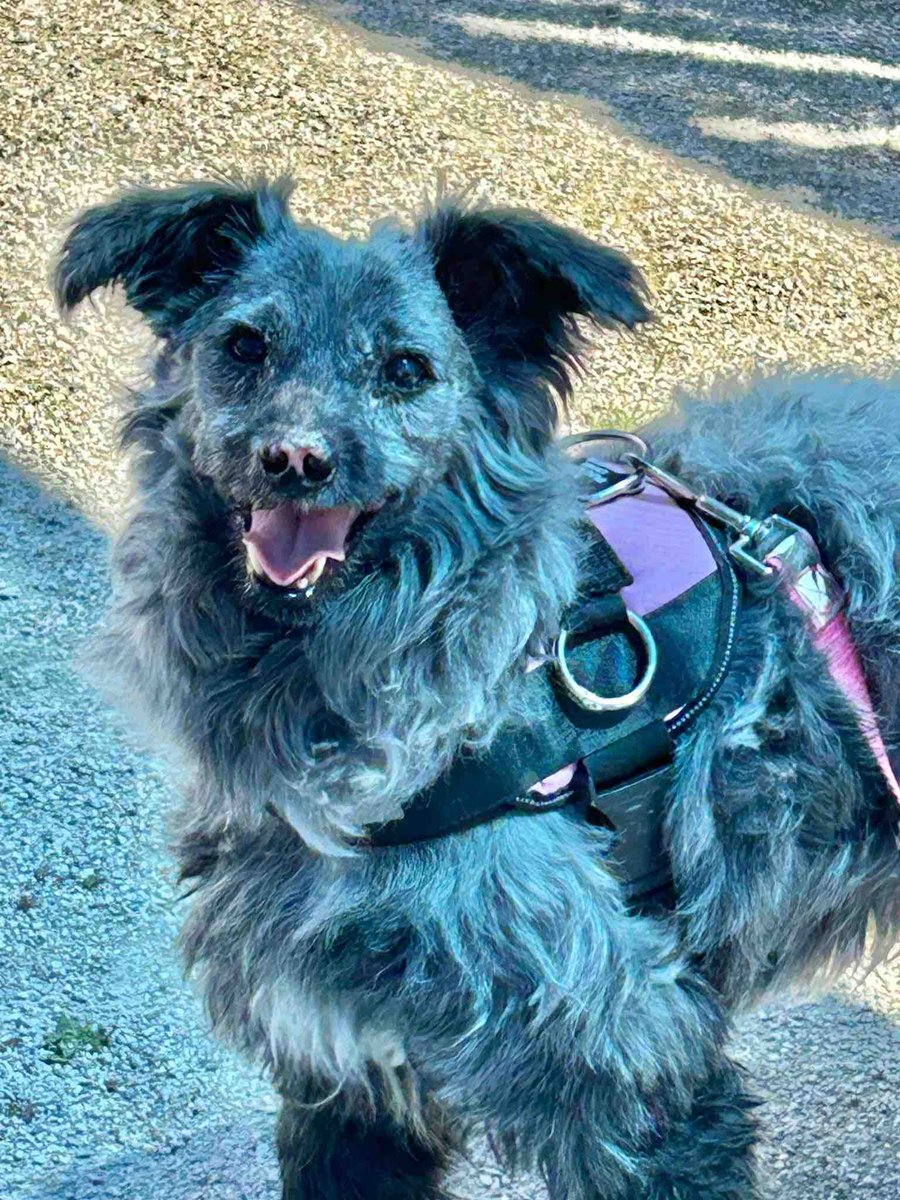 ⚠️ OUR SHELTER IS FULL ⚠️

At the time of this post, our Philadelphia headquarters is caring for over 350 animals. 

We desperately NEED adopters. 

Your compassion can make a world of difference for these innocent animals.