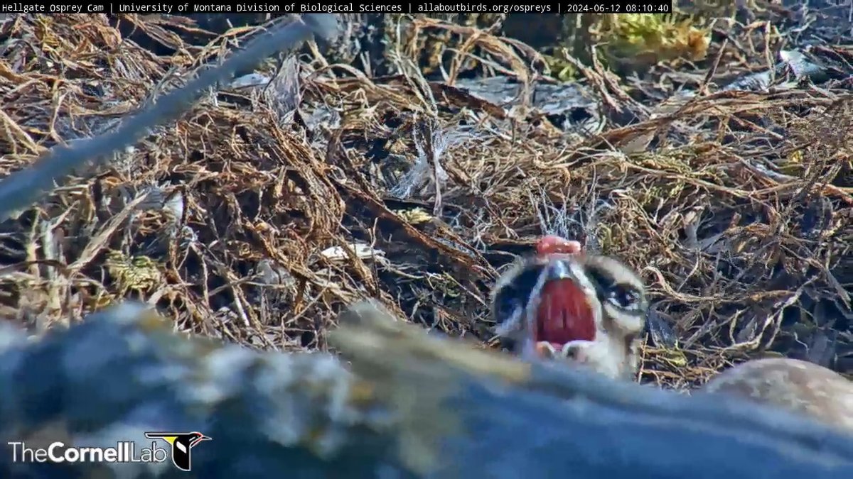 Hellgate Osprey tweet media