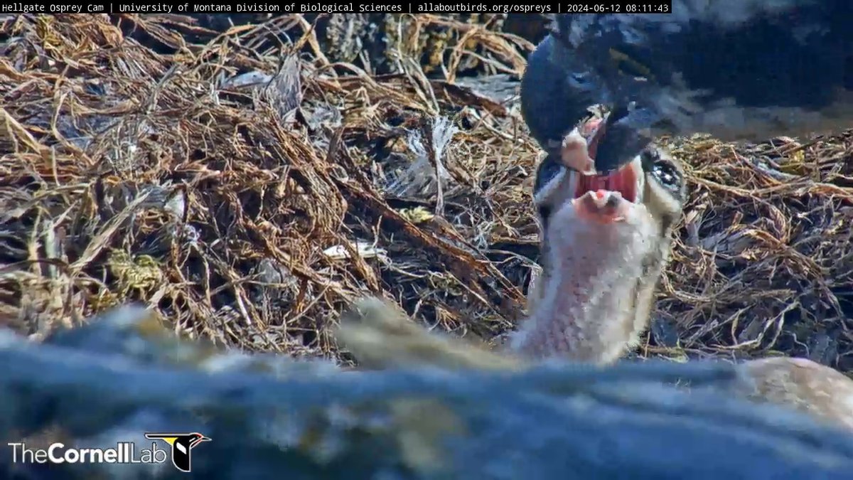 Hellgate Osprey tweet media
