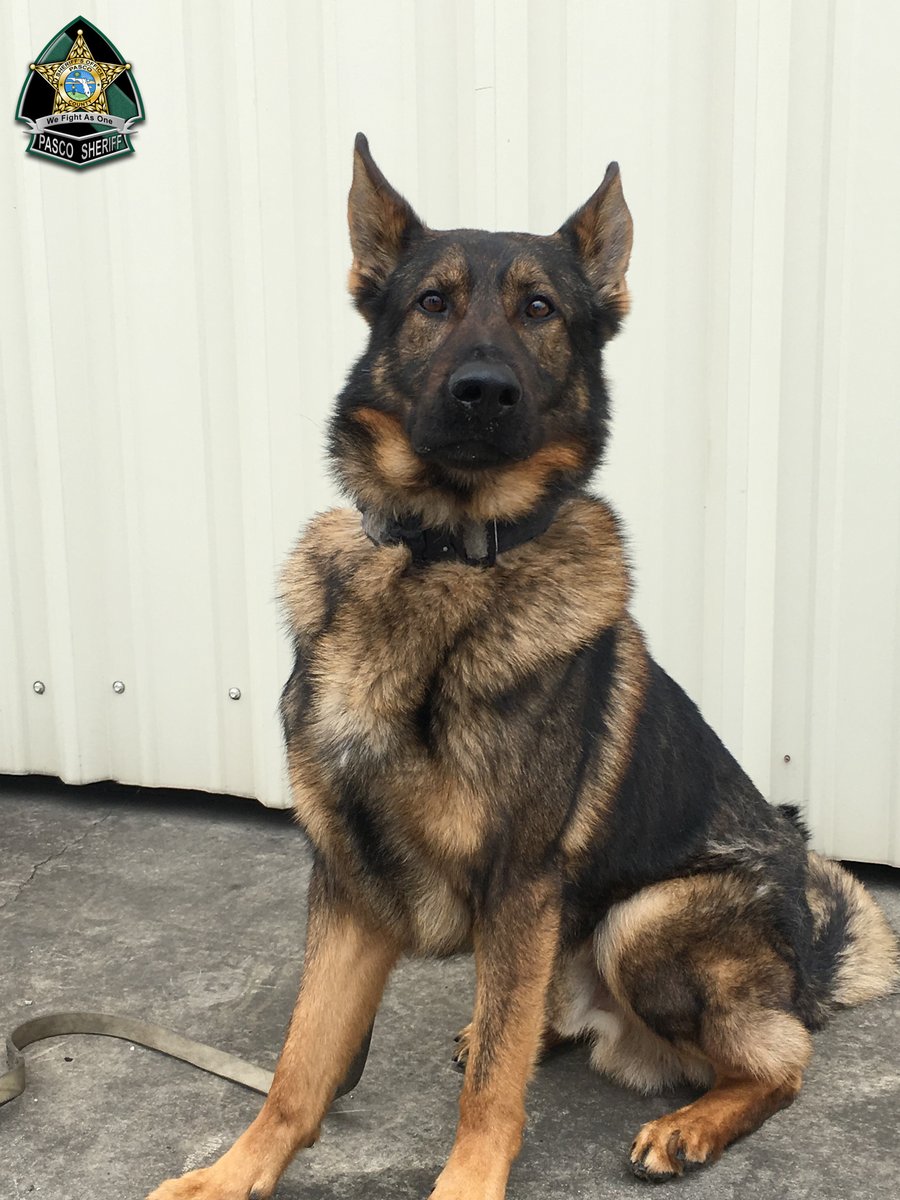 PascoSheriff's tweet photo. Pasco Sheriff's Office is celebrating the work anniversaries of two K9s this month: Woodie &amp; Yager! These K9’s are essential in assisting PSO's mission. Our K9’s respond to priority calls requiring unique skills only they can provide, which contributes to citizen safety. (1/2) https://t.co/4n62bV3W1w