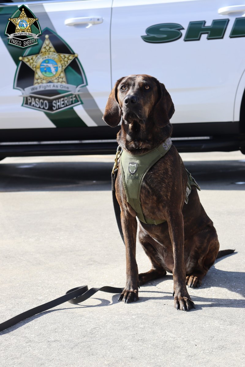 PascoSheriff's tweet photo. Pasco Sheriff's Office is celebrating the work anniversaries of two K9s this month: Woodie &amp; Yager! These K9’s are essential in assisting PSO's mission. Our K9’s respond to priority calls requiring unique skills only they can provide, which contributes to citizen safety. (1/2) https://t.co/4n62bV3W1w