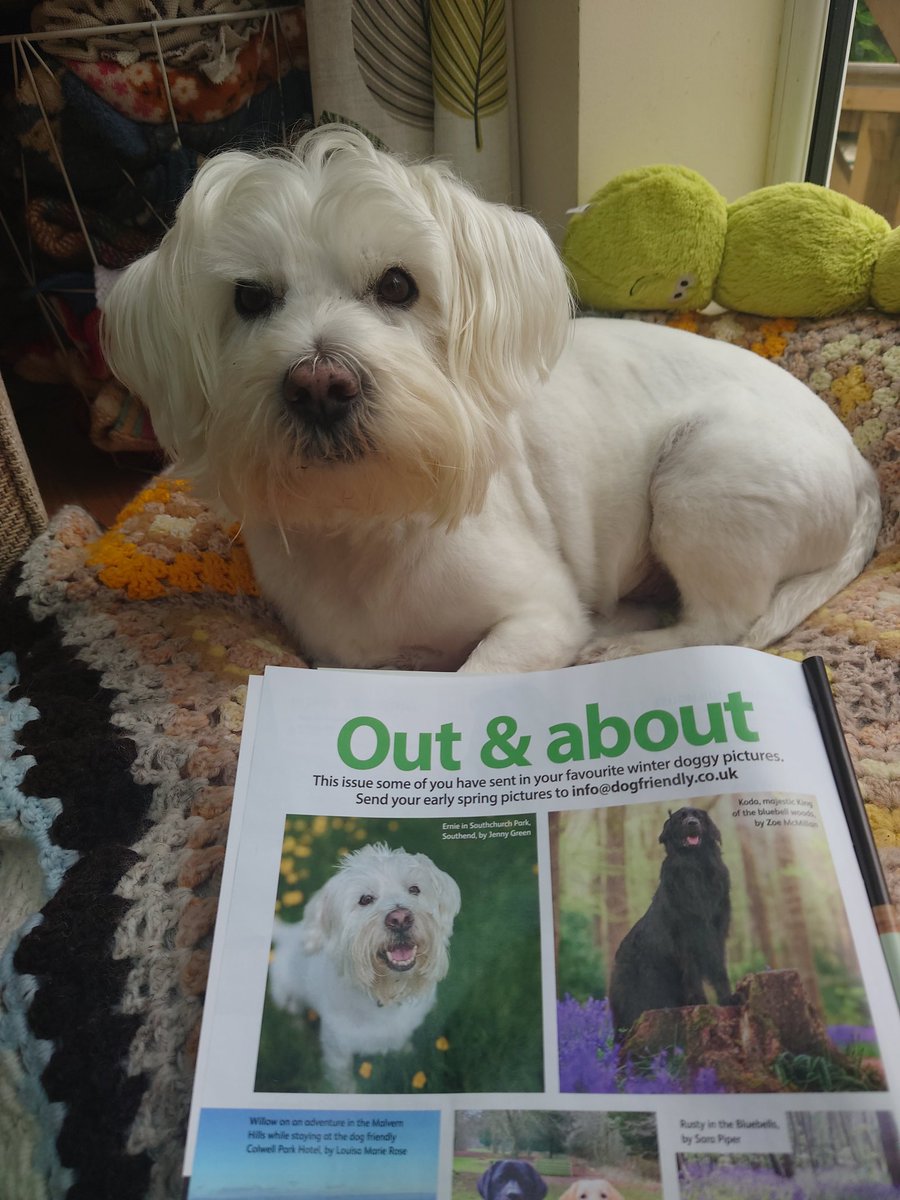 Ernie (and lil' bro Stan) 🐾 tweet media