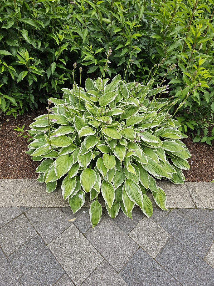 On campus today to meet <a href="/andydalziell/">Dr. Andy Dalziell</a> for @ToddlersNTech phase 3 data analysis and I'm left wondering how <a href="/UniStrathclyde/">University of Strathclyde</a> grounds keepers manage to keep hostas in pristine condition. Despite wool pellets my hostas are still demolished by slugs!!