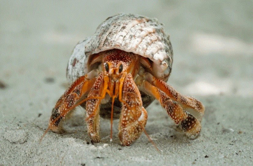 FrontMarineSci's tweet photo. 🦀Evermore: Sailor's Version🦀 The Hermit Crab 🐚 Just as the Hermit Crab adapts to its ever-changing world, "Evermore" captures the essence of transformation, growth, and the cyclical nature of life and love. #Eras https://t.co/uxZzuDQEyI