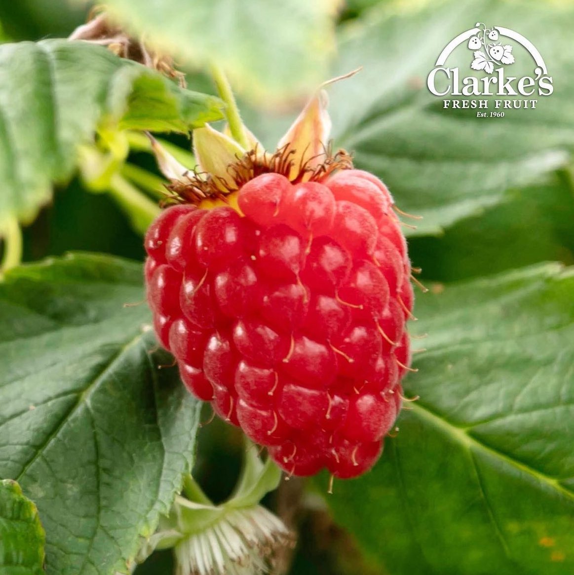 Country Crest FS tweet media