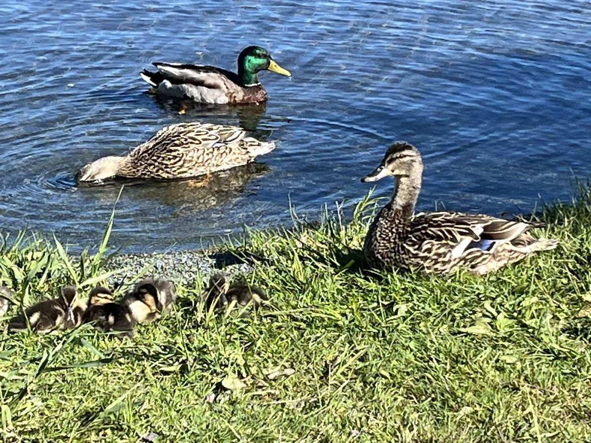Beautiful weather gets everyone out….even this family of ducks at Neil’s Pond, Paradise!!
<a href="/EddieSheerr/">Eddie Sheerr</a>