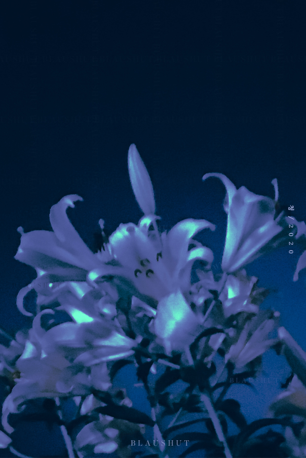 blaushut's tweet photo. a midsummer night dream https://t.co/Nm0zWeyeXB