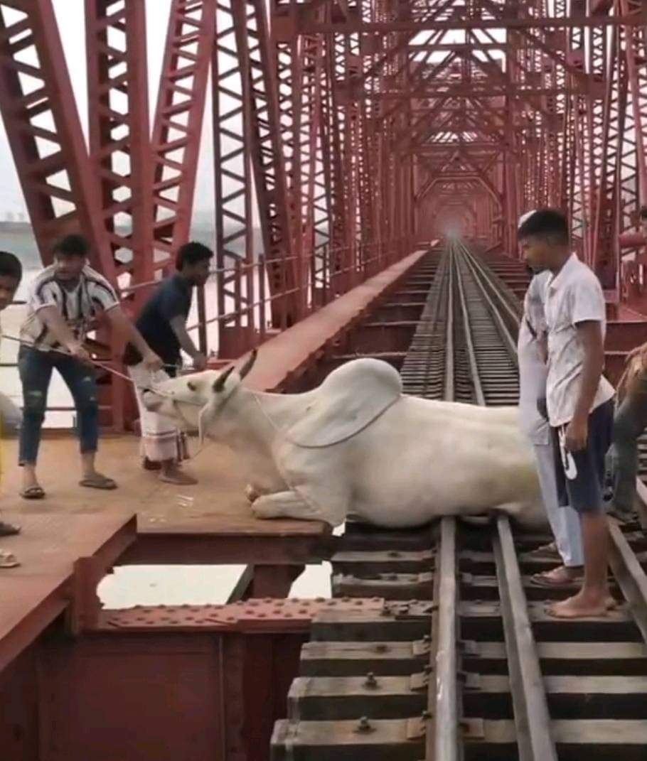 ভৈরব রেলসেতুতে কুরবানির গরু আটকা, রেল দাড়ানো