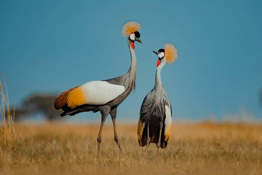 When one leg is lifted and folded, it symbolises progress, how about when they stand on both and face each other like in a clan meeting?
Thats a Crane, we took it up in Uganda and call it a Uganda Crane.
Our football team is named after it, also found on the court of arm.