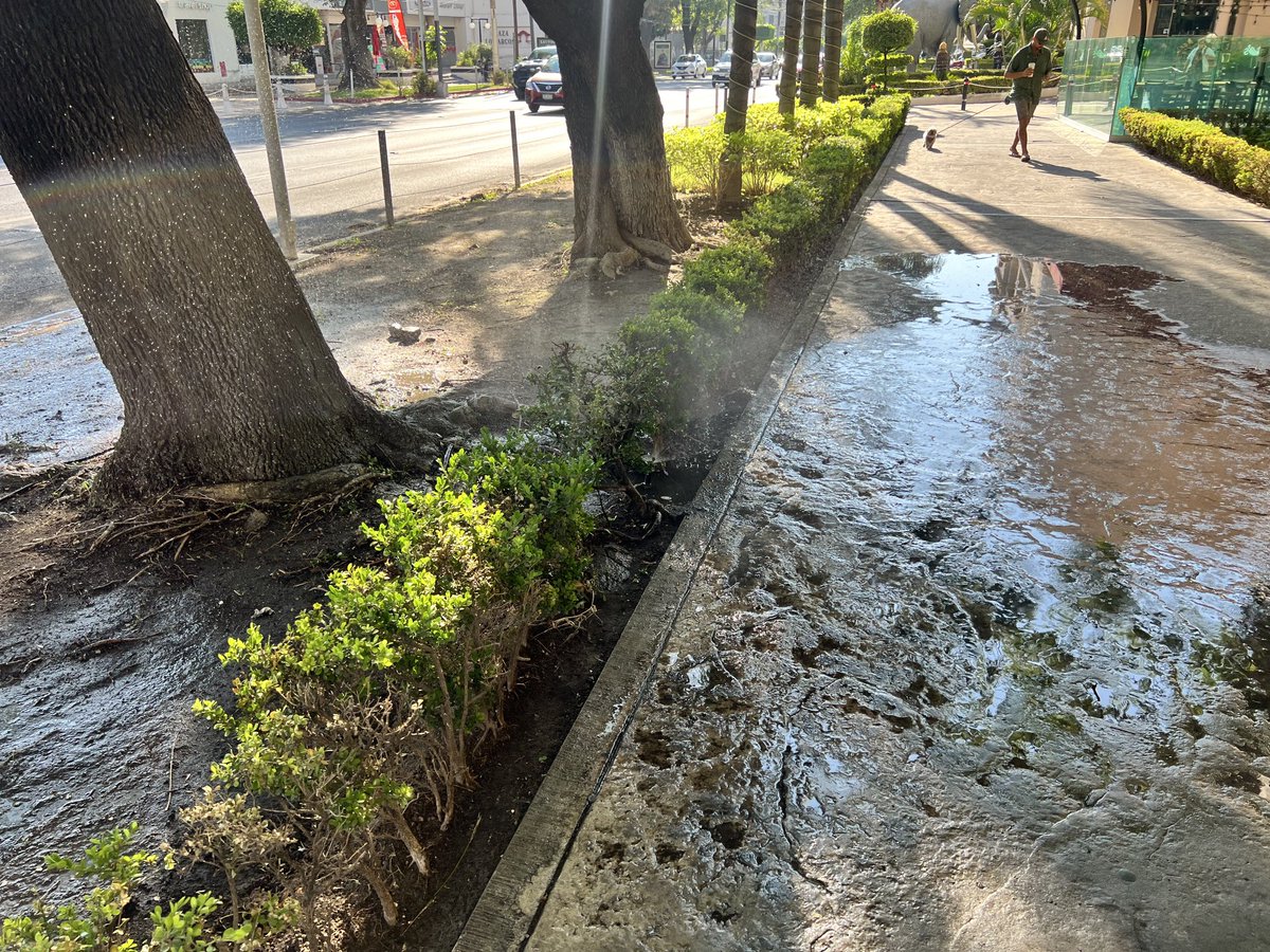 coinco41's tweet photo. ⁦@siapagdl⁩ y porque crees que no sale el pasto?… lo riego todos los días … así en centro magno https://t.co/MOhBsfgKJM