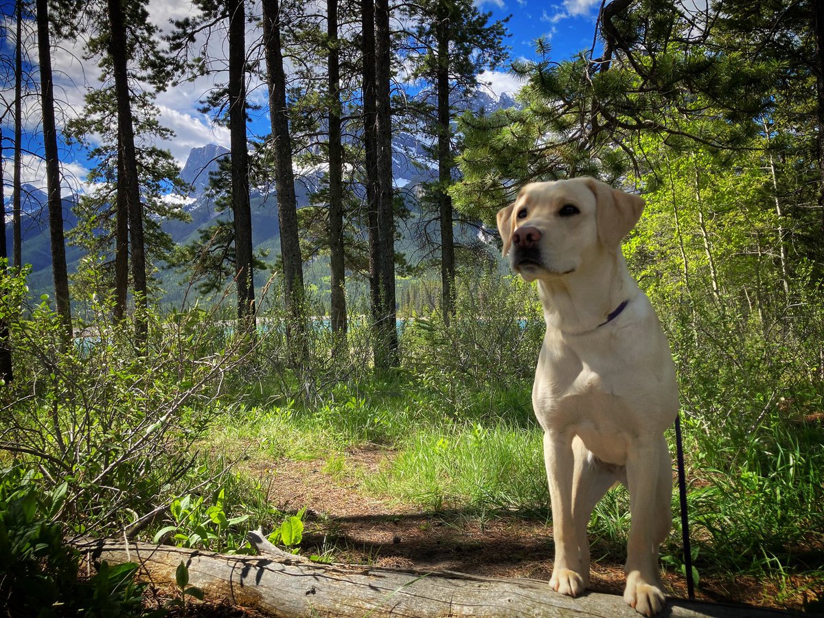 K9KitchenWitch's tweet photo. Explore. 🏔️

#mountains #explore #canmore #alberta https://t.co/dYSttrEmt4