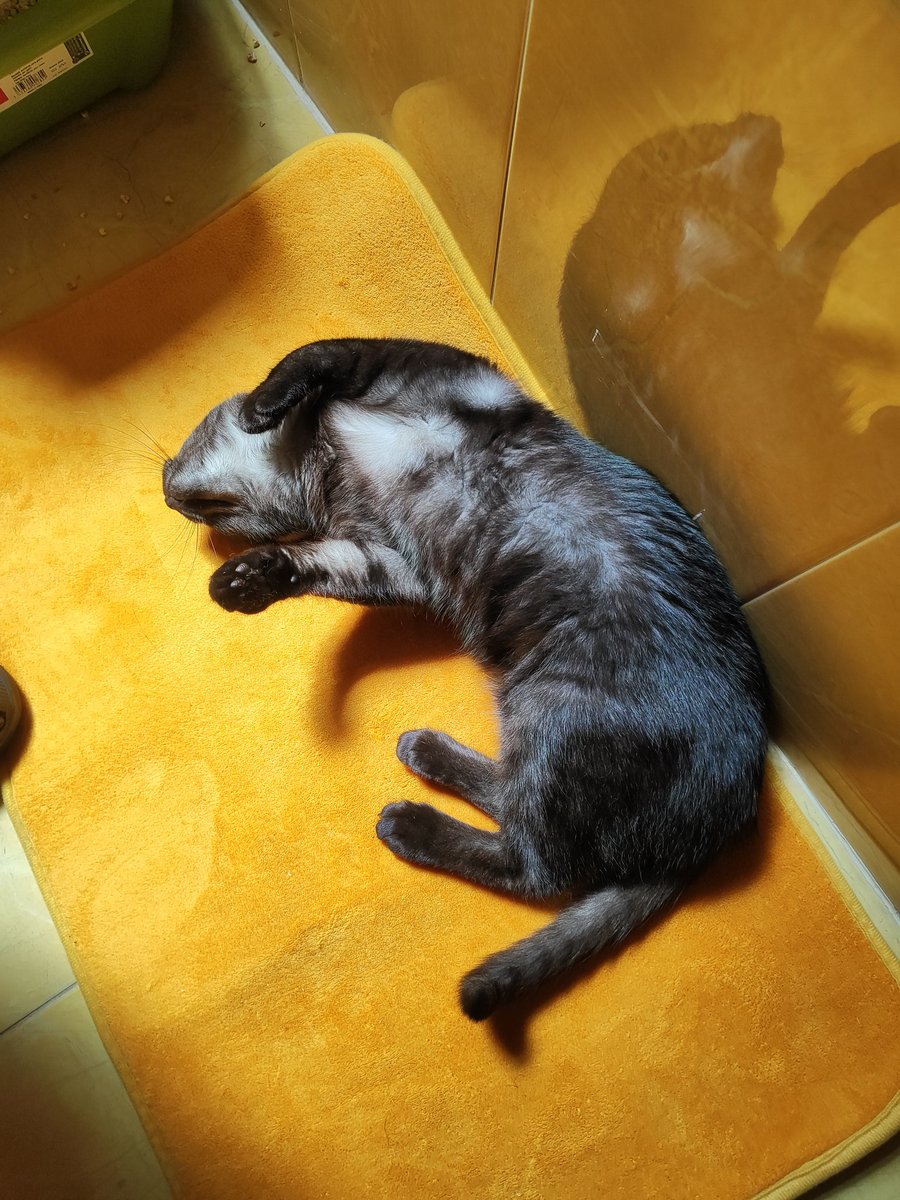 xtrinityhtml's tweet image. Le encanta la alfombrilla del baño 💕