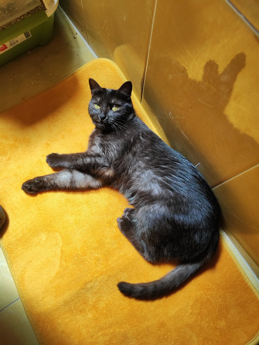 xtrinityhtml's tweet image. Le encanta la alfombrilla del baño 💕