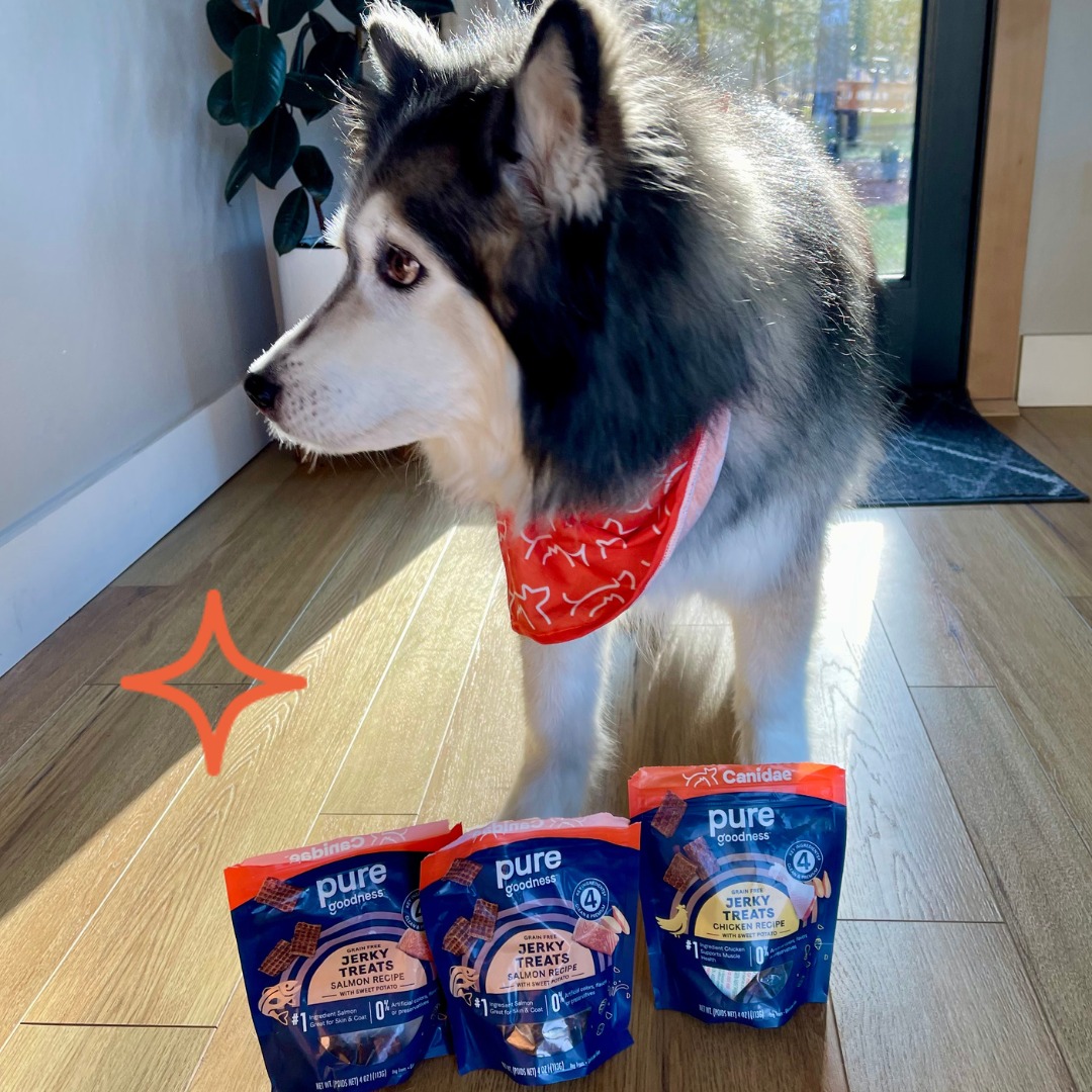 CanidaePetFood's tweet photo. 🐶🎉 Happy Jerky Day, pet lovers! Celebrate with our delicious Canidae Pure Salmon and Chicken Jerky Treats 🐾🥳 Treat your furry friend to the best and let them indulge in the pure, wholesome goodness they deserve.

#Canidae #CanidaeDog #JerkyDay #CanidaePetFood #PetTreats #Dog https://t.co/yFH9J1ajpu