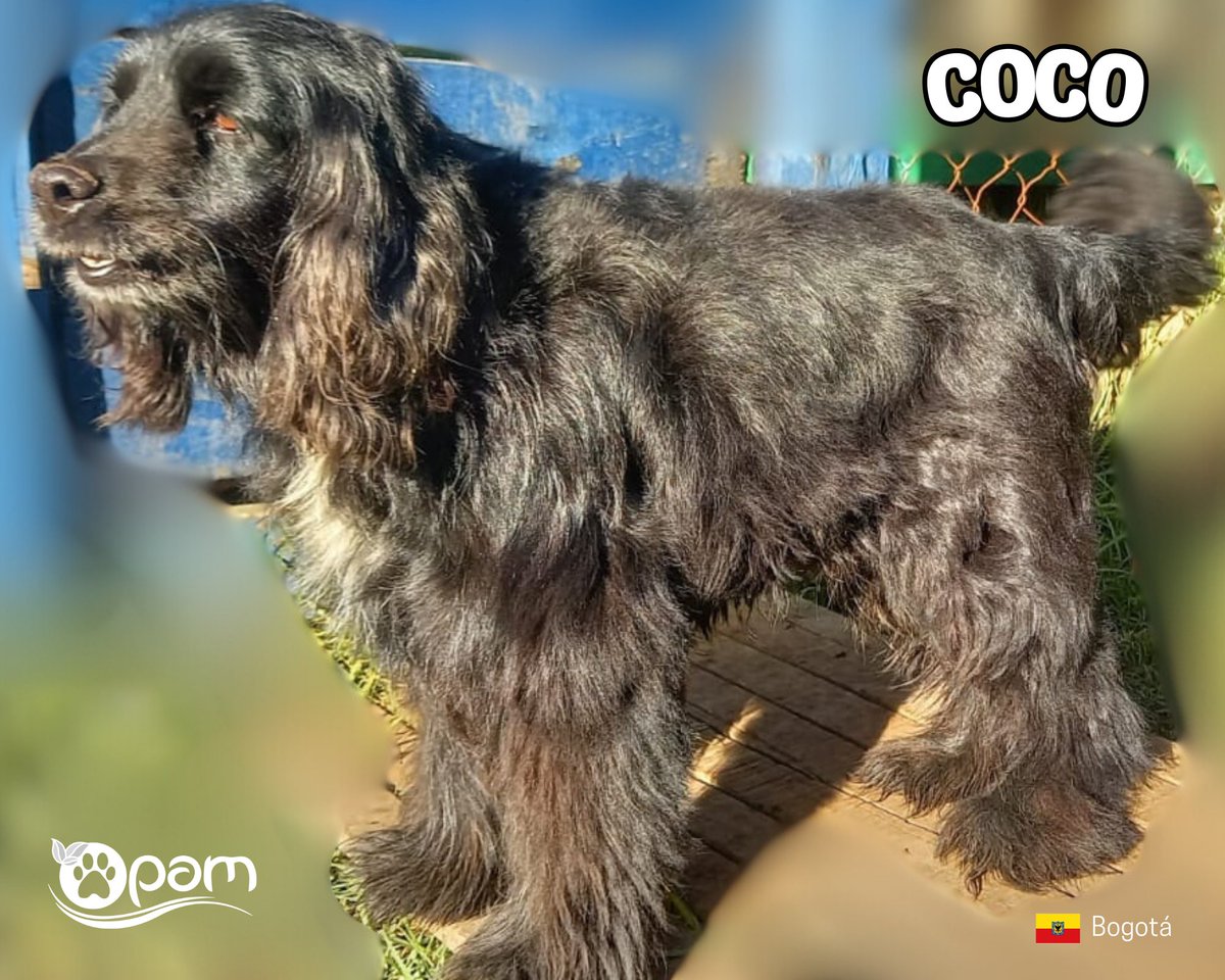 FundacionOPAM's tweet photo. 🐾Soy Coco, 🥥 me dejo peinar, soy tranquilo y amoroso, soy criollito con aspecto de cocker, tengo aprox. 5 años, tengo la vacuna Hexadog estoy desparasitado y esterilizado.🦴

💓¡Encantador!, ¿verdad? Contáctanos por WhatsApp al +573194617259

#YoSoyOpam #dog #huellitas https://t.co/Jf9uMdq77U