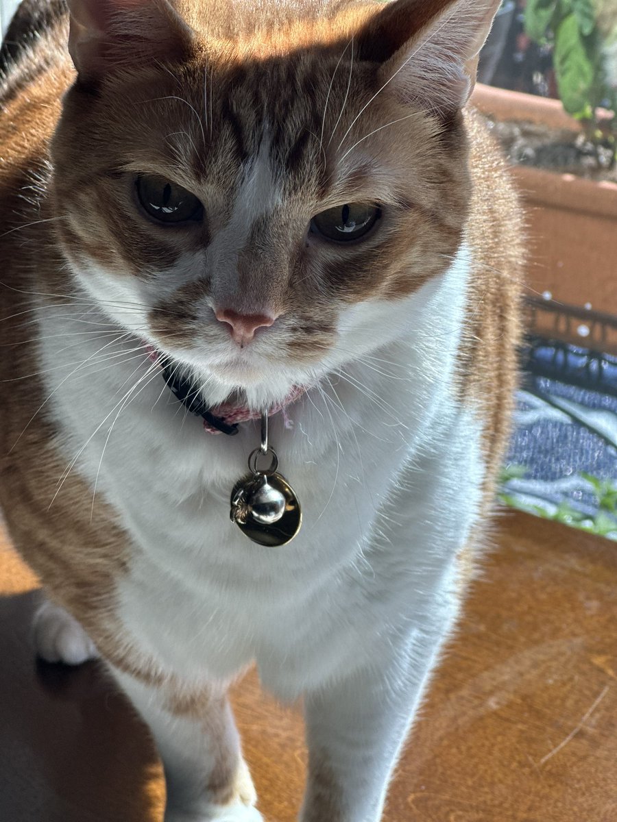 AngeliqueMGR's tweet photo. Amanecieron posadores, ya sabemos a cual no le gusta el sol!
#JackTheCat
#CosmoTheCat https://t.co/rSBJiJHbmc