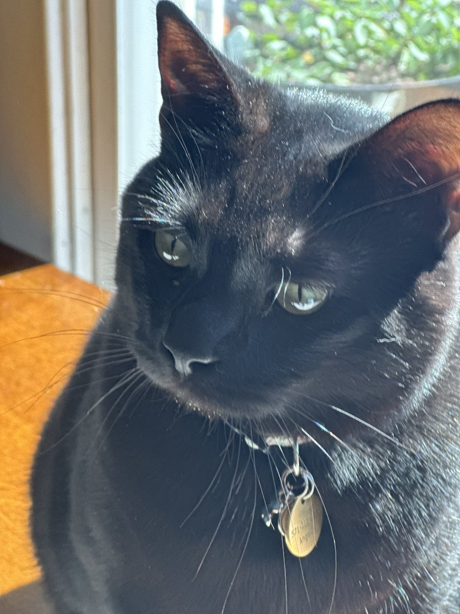 AngeliqueMGR's tweet photo. Amanecieron posadores, ya sabemos a cual no le gusta el sol!
#JackTheCat
#CosmoTheCat https://t.co/rSBJiJHbmc
