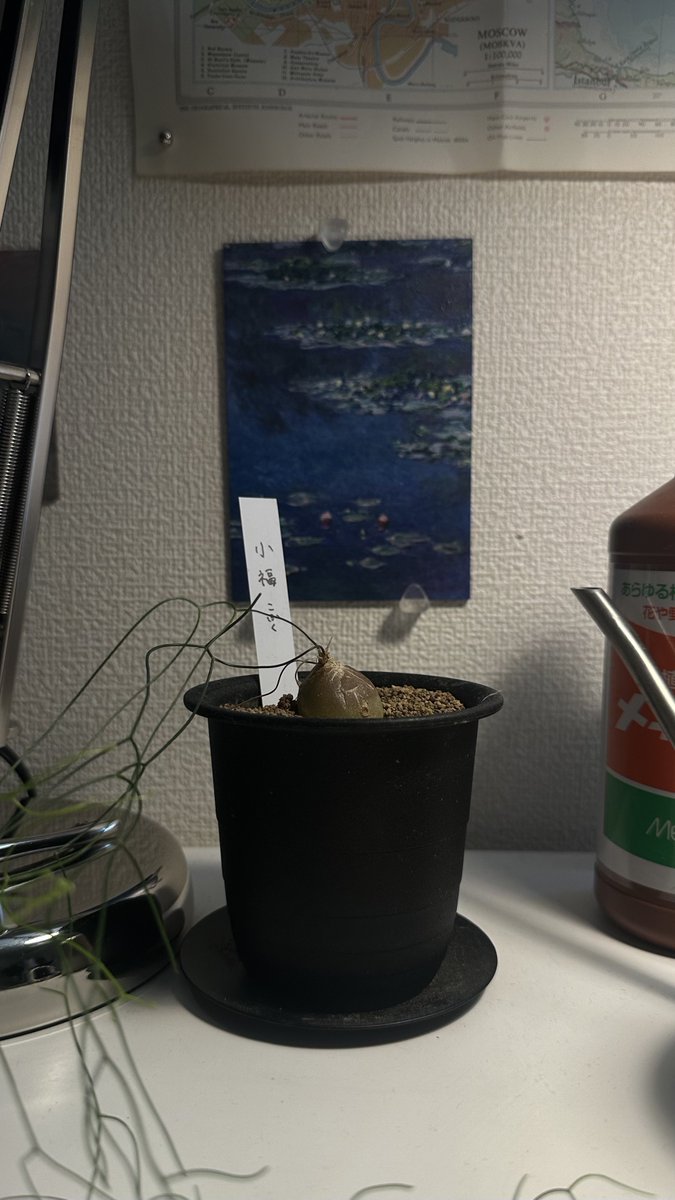 たまねぎみたいな植物に こふく って名前つけた