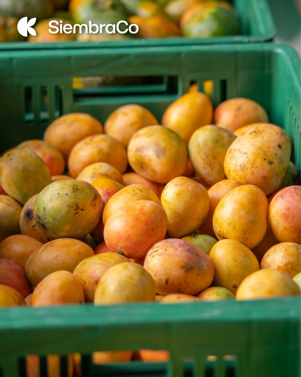 SiembraCo tweet media