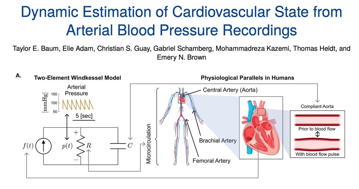Christian S. Guay, MD (@christianguaymd) on Twitter photo One step closer to accurate, closed-loop hemodynamic control! Dynamic estimation of global cardiovascular states including resistance, compliance and cardiac output:
ieeexplore.ieee.org/document/10552…
#OpenAccess
<a href="/MIT_Picower/">MIT Picower Institute</a>, <a href="/MIT/">Massachusetts Institute of Technology (MIT)</a> One step closer to accurate, closed-loop hemodynamic control! Dynamic estimation of global cardiovascular states including resistance, compliance and cardiac output:
ieeexplore.ieee.org/document/10552…
#OpenAccess
<a href="/MIT_Picower/">MIT Picower Institute</a>, <a href="/MIT/">Massachusetts Institute of Technology (MIT)</a>