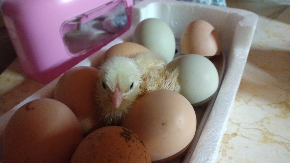 enthusmiasma's tweet photo. Surprise! #littlepoopers #thisMotherclucker #yarrbirds https://t.co/SvDwOKGblD