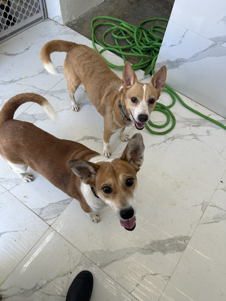 ayudemosapluto's tweet photo. Blessed Wednesday ♥️🏡 #SolAP and #LuzAP wish everyone a nice Wednesday, despite the heavy rains here we are fine and smiling thank God.
We are looking for sponsors to support us with the payment for the month of July please 🫶🏻 (1/2) https://t.co/hfv6RIA6or