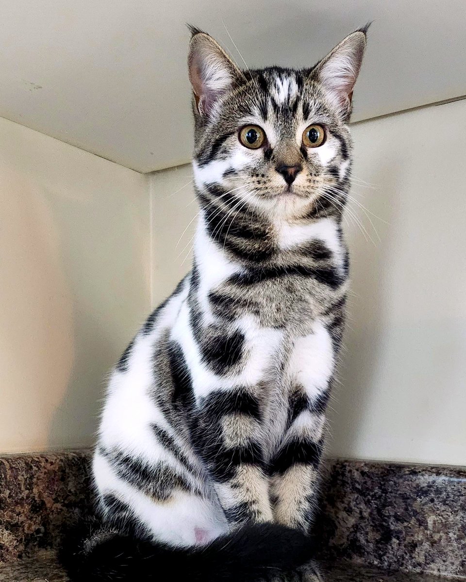 The Spirit of Lorenzo the Cat tweet media