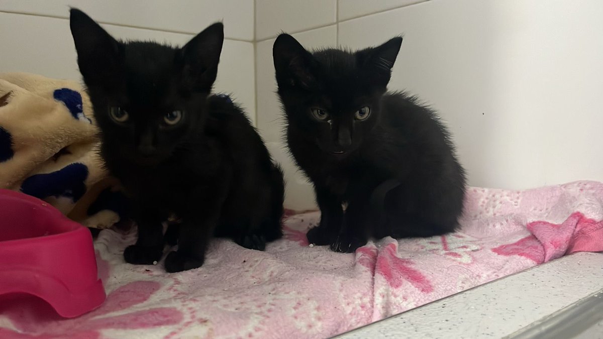 JohanaA_S88's tweet photo. Por aquí publicado sobre amor!💙🐈
Tenemos 4 bebés (Machos) en adopción responsable de aproximadamente 2 meses…🥰
Interesados en dar una oportunidad a estos angelitos me escriben.☺️
@kattcorts @Julianapaezp_ @js_fb_ @Makarrrma @JenniiAmaya https://t.co/54foe8lydM
