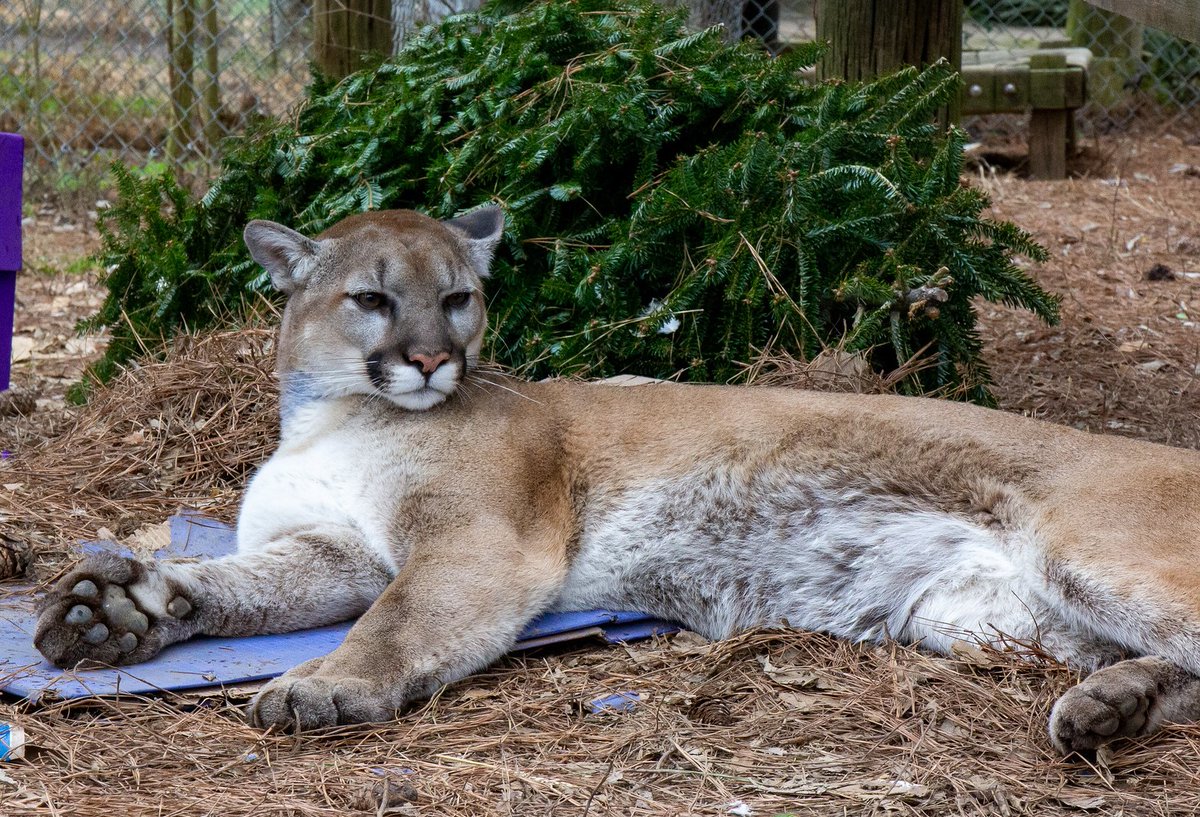🐾🌟 Happy National Cougar Day! 🌟🐾Meet Beau, our resilient cougar. Born in the wild and orphaned young, he's now thriving at our sanctuary. Celebrate with us by sharing his story and spreading awareness. 🐆💛 #NationalCougarDay #BeauTheCougar #WildlifeRescue #CougarConservation