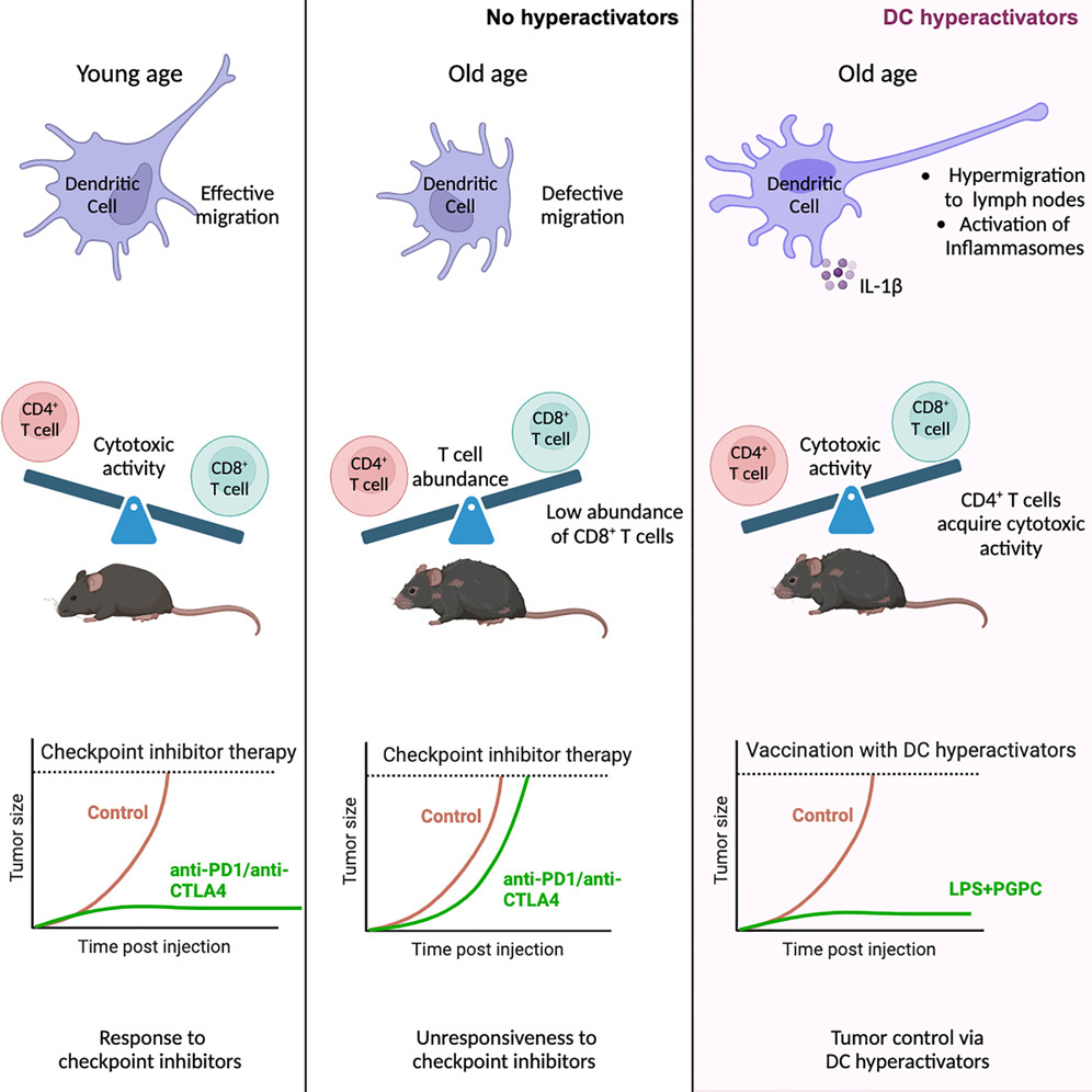 Dania Zhivaki (@dzhivaki) on Twitter photo Have you ever wondered whether age-associated immune defects can be corrected?
I am SUPER excited to share our new study from <a href="/jkagan1/">Jonathan Kagan</a> Lab where we found that vaccines containing DC hyperactivators enables CD4+ T cells to eradicate tumors. authors.elsevier.com/a/1jFOm_278y%7… Have you ever wondered whether age-associated immune defects can be corrected?
I am SUPER excited to share our new study from <a href="/jkagan1/">Jonathan Kagan</a> Lab where we found that vaccines containing DC hyperactivators enables CD4+ T cells to eradicate tumors. authors.elsevier.com/a/1jFOm_278y%7…