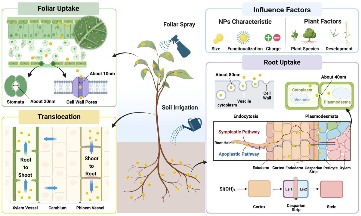 sci_plant's tweet photo. Silicon nanoparticles in sustainable agriculture: synthesis, absorption, and plant stress alleviation 

https://t.co/y3be4tCZPA 
#plantscience ♻️ https://t.co/8pXyndvs5H