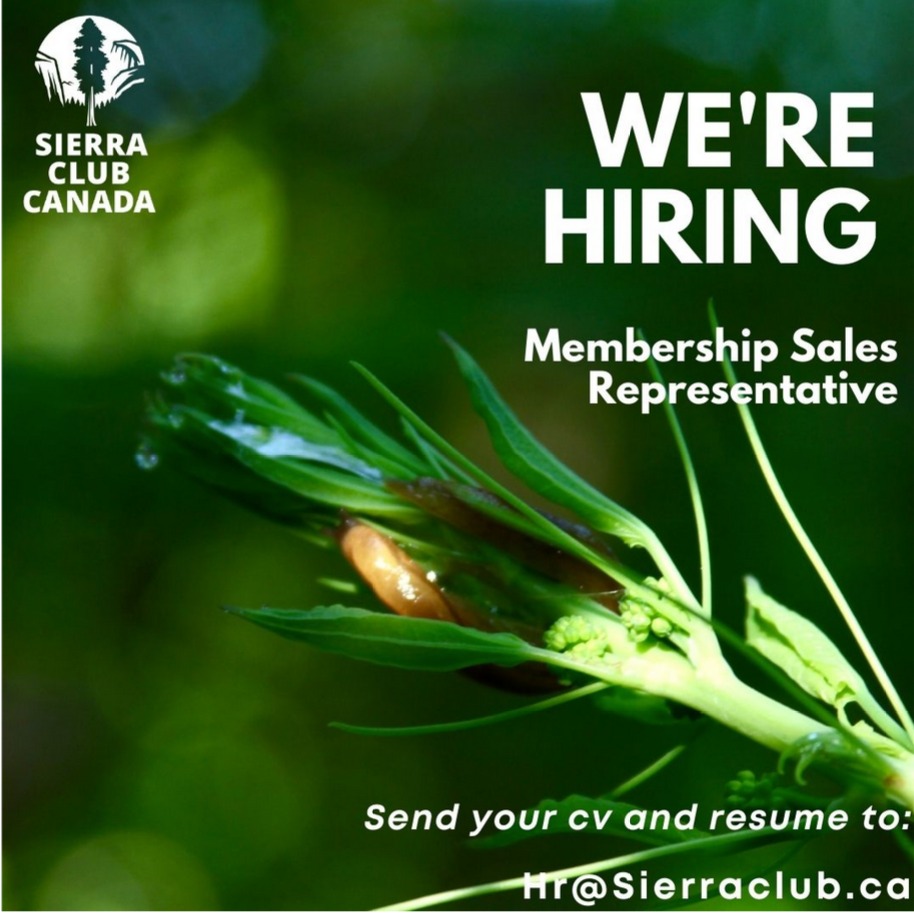 SierraClubCan's tweet photo. Sierra Club Canada is hiring in:
 - #CornerBrook, NL 
- #Halifax, NS 
- #Ottawa, ON 
- #Brampton, ON  

Send us your resume and cover by June 13. For the full job description: https://t.co/vx1yAoVzKW https://t.co/HOpyIUVIvV