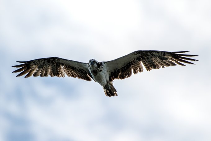 昼間 うちの真上を通過していったミサゴ
羽根の抜け替わりの時期なのかなあ 
