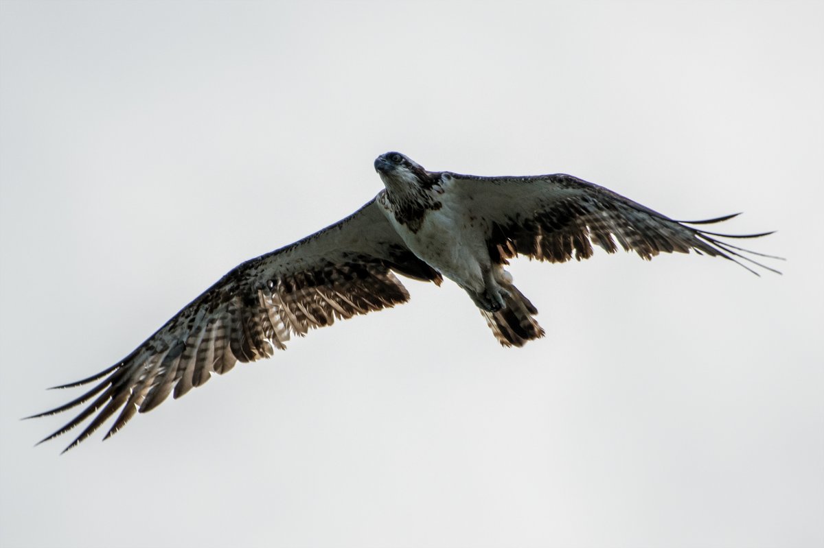 昼間 うちの真上を通過していったミサゴ
羽根の抜け替わりの時期なのかなあ 