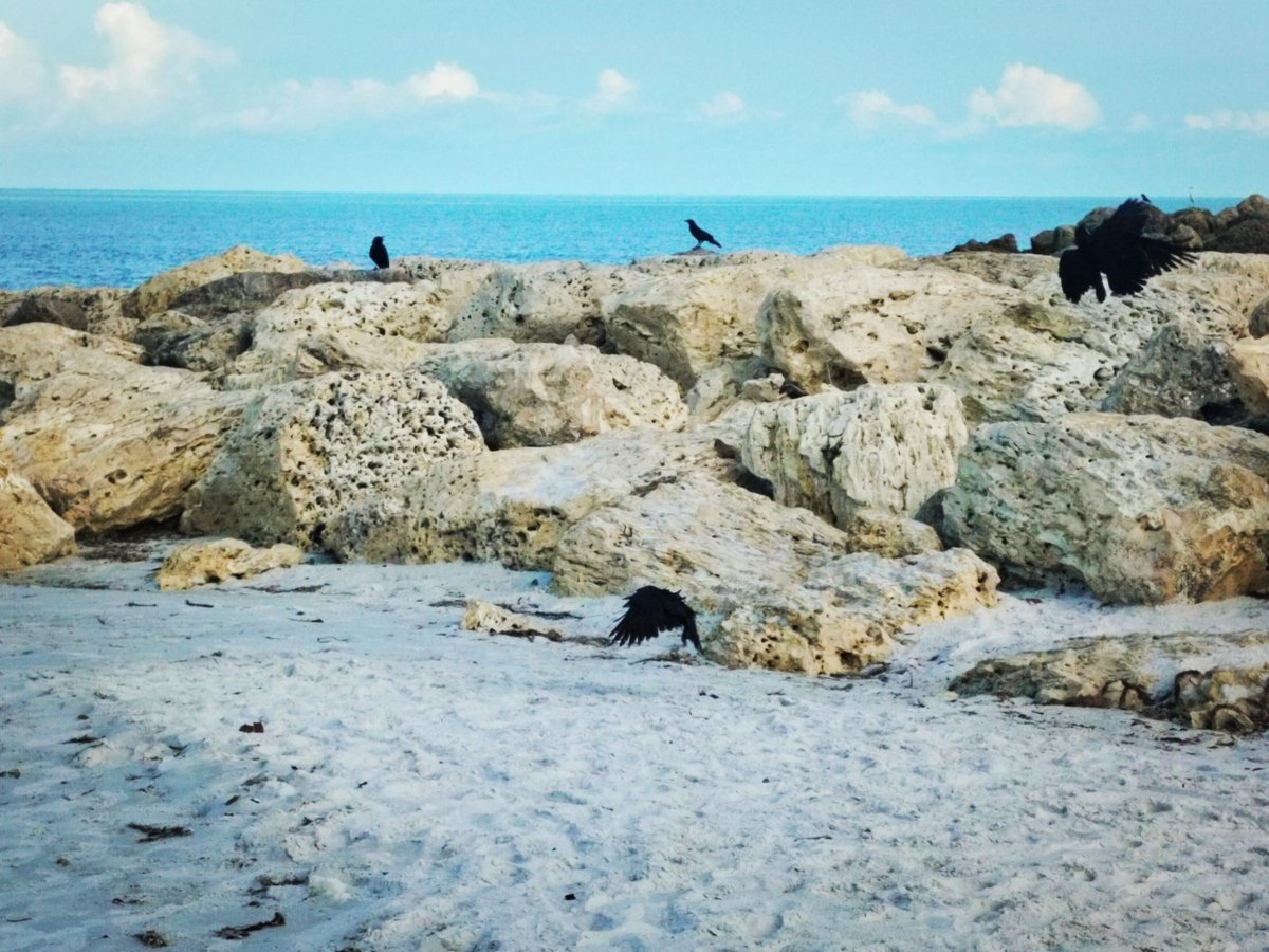 gonzojh's tweet photo. #naplesflorida #murderofcrows https://t.co/nwMulXHpgH
